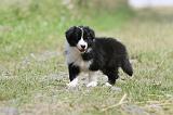 BORDER COLLIE 639
